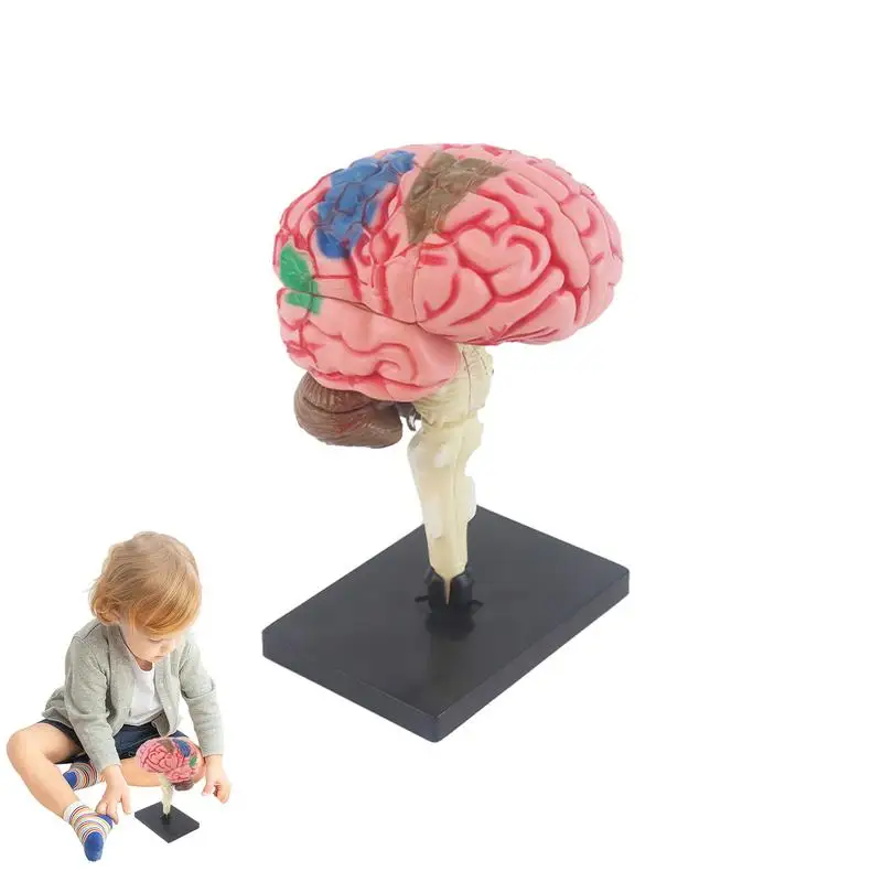 Анатомическая модель глазного яблока, игрушка для человеческого тела, оборудование для преподавания биологии, модель мозга для образования, школьные принадлежности, Класс естествознания