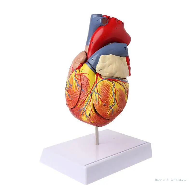 M17F Анатомическая модель человеческого сердца в разобранном виде, Анатомические Медицинские внутренние органы, Медицинские